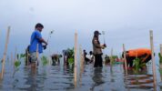 Jaga Masa Depan Pesisir, LAZ Hadji Kalla Dukung Penanaman 2.000 Mangrove di Majene